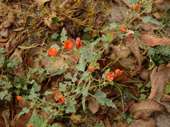 Sphaeralcea miniata