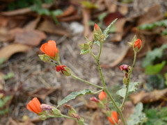 Sphaeralcea miniata, photograph (c) Guillermo Debandi, some rights reserved (CC BY)