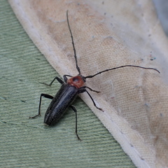 Stenosphenus notatus