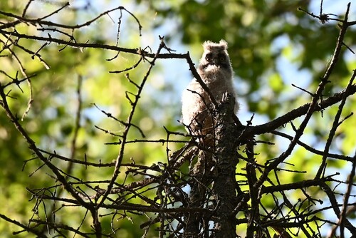 Long-eared Owl