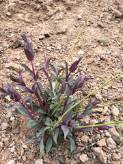 Penstemon parryi