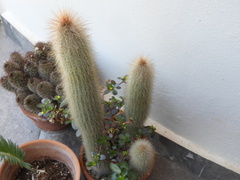 Cleistocactus