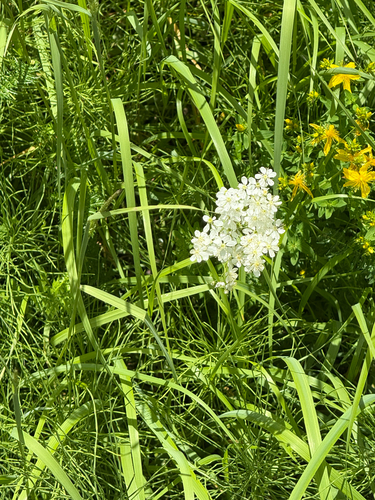 Наблюдение на iNaturalist