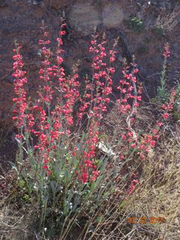Penstemon parryi