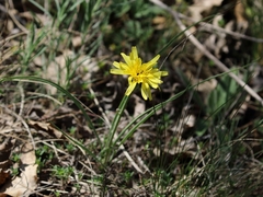 Takhtajaniantha austriaca