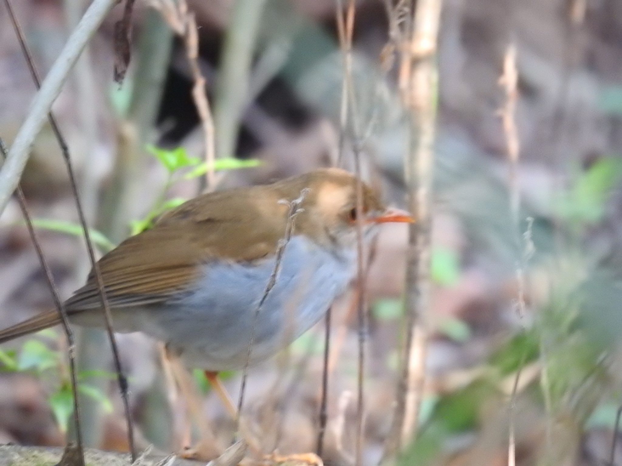 Orange-billed Nightingale-Thrush (Catharus aurantiirostris), photo 3