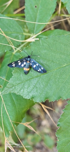 Nine-spotted Moth