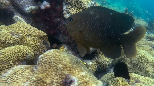 Brazilian Damsel