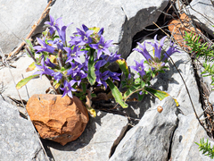 Campanula lingulata