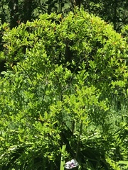 Rhododendron occidentale