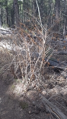 Physocarpus monogynus