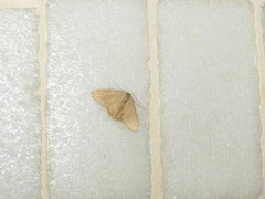 Lophophleps triangularis