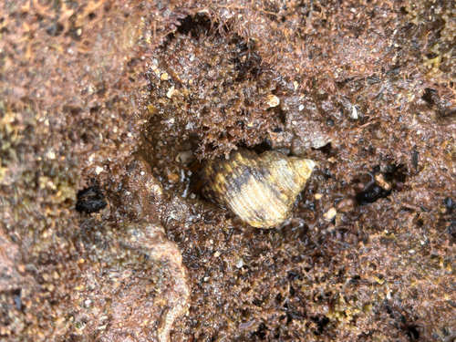 Turbo sandwicensis observed 2026-06-04