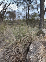 Lomandra effusa