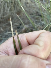 Lomandra effusa
