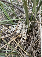Lomandra effusa