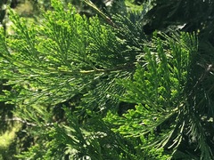 Calocedrus decurrens