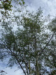 Afrocanthium mundianum