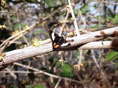 Psychomorpha epimenis