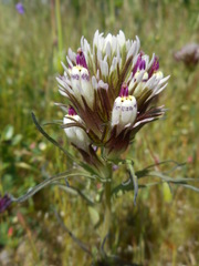 Castilleja densiflora
