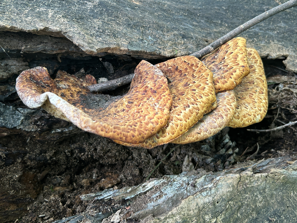 Dryad's Saddle · June 2026 · photo: Photo: no rights reserved · iNaturalist