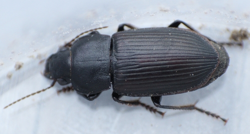 Anisodactylus signatus