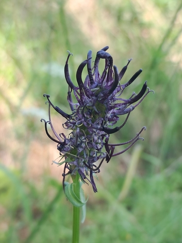 Phyteuma nigrum, 2026-06-24