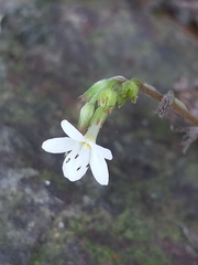 Myosotis lytteltonensis