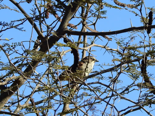 Yungas Sparrow (Rhynchospiza dabbenei), photo 8