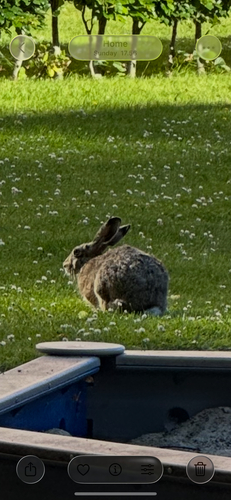 Brown Hare
