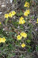 Helianthemum oelandicum orientale