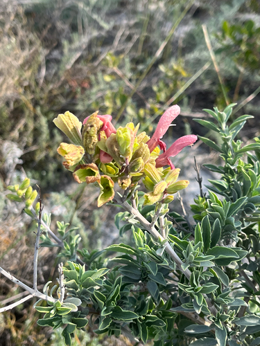 Salvia lanceolata, photograph 5