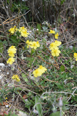 Helianthemum oelandicum orientale