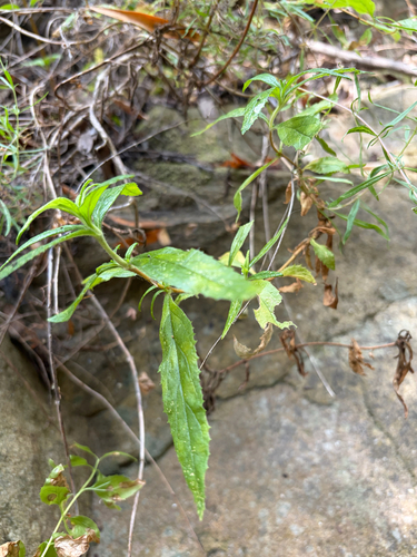 iNaturalist observation photo of southern bush monkeyflower