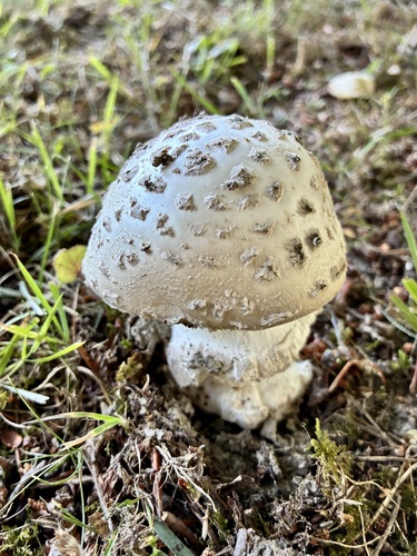 European Pine Cone Lepidella