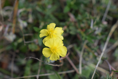 Helianthemum oelandicum orientale