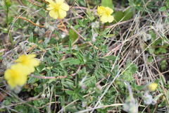 Helianthemum oelandicum orientale