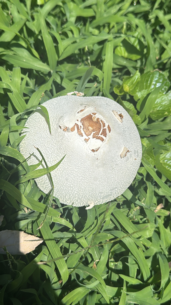 Green-spored Parasol · June 2026 · photo: Photo: no rights reserved · iNaturalist