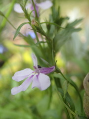 Lobelia erinus
