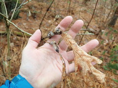 Neuroterus quercusbatatus