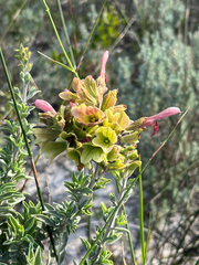 Salvia lanceolata, photograph (c) Dave U, some rights reserved (CC BY-SA)