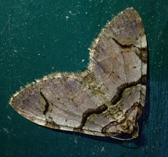 Anticlea derivata