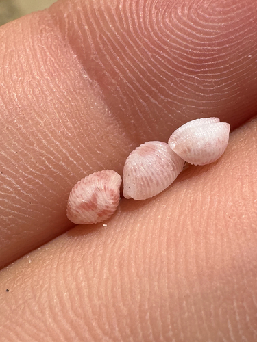 Purpurcapsula exigua observed 2026-06-22
