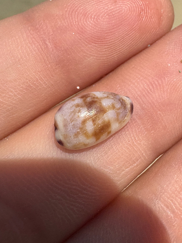 Purpuradusta fimbriata, 2026-06-22