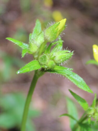 Ranunculus cortusifolius