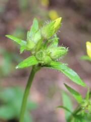 Ranunculus cortusifolius