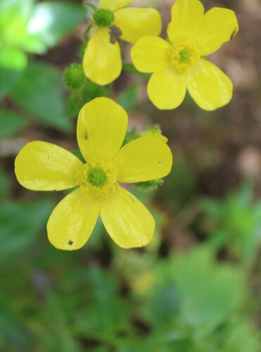 Ranunculus cortusifolius, photograph 3