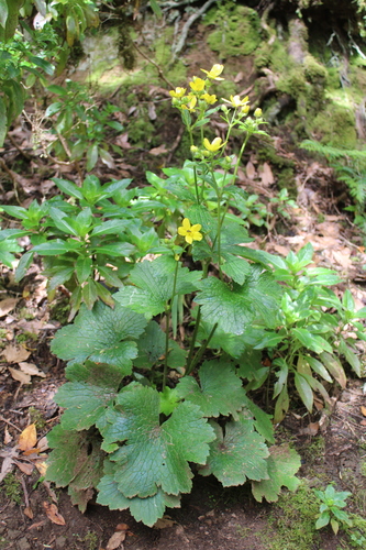 Ranunculus cortusifolius, photograph 2