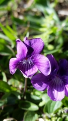 Viola adunca adunca