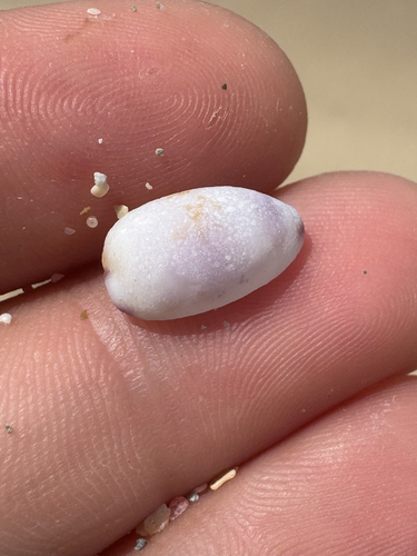 Purpuradusta fimbriata, 2026-06-22